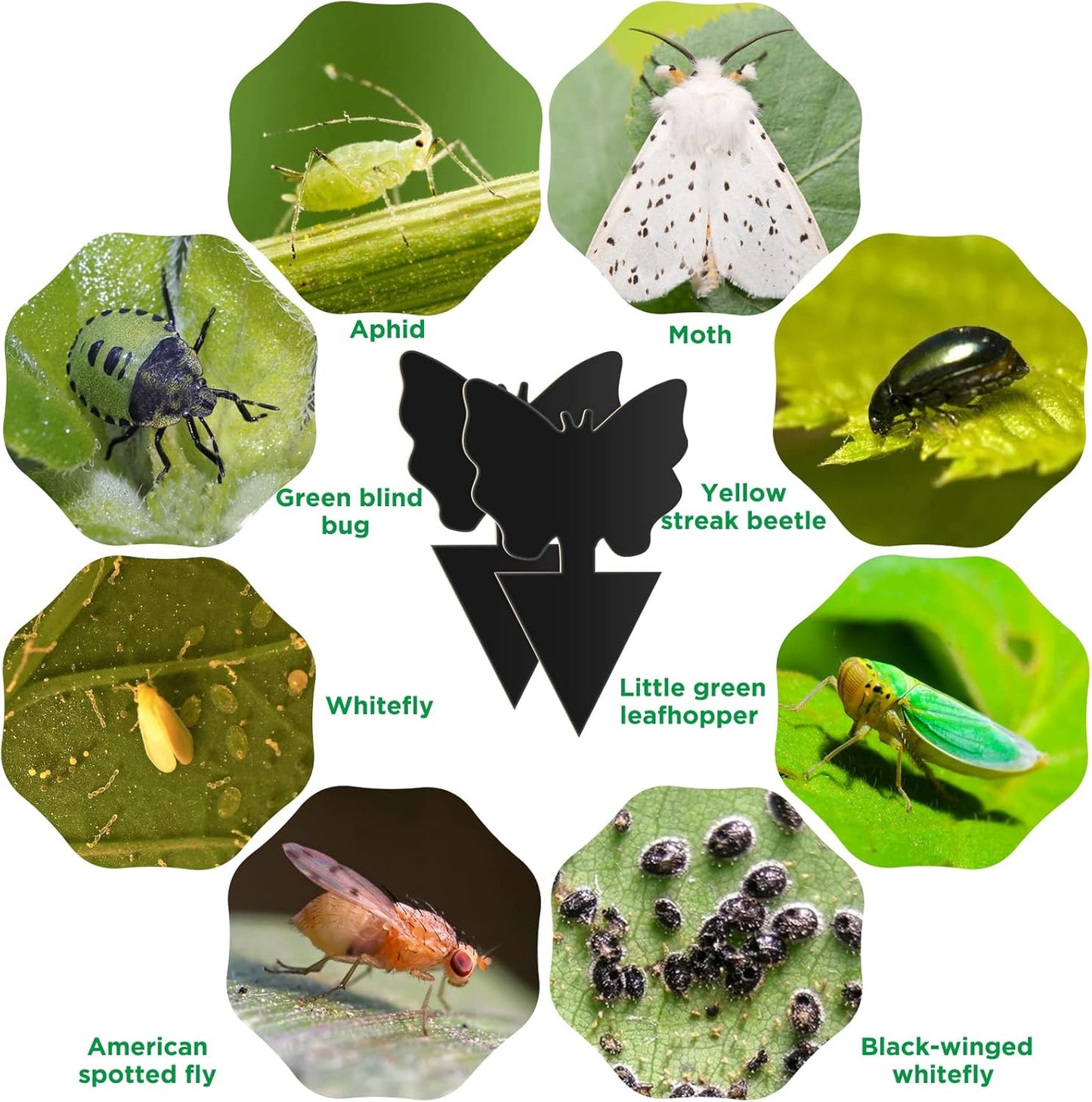 40 PCS Sticky Traps, GeeRic Sticky Fruit Fly and Plant Gnat Bug Traps for Indoor/Outdoor Use, Dual-Sided Black Sticky Traps Insect Catcher for White Flies, Mosquitos, Fungus Gnats, Flying Insects