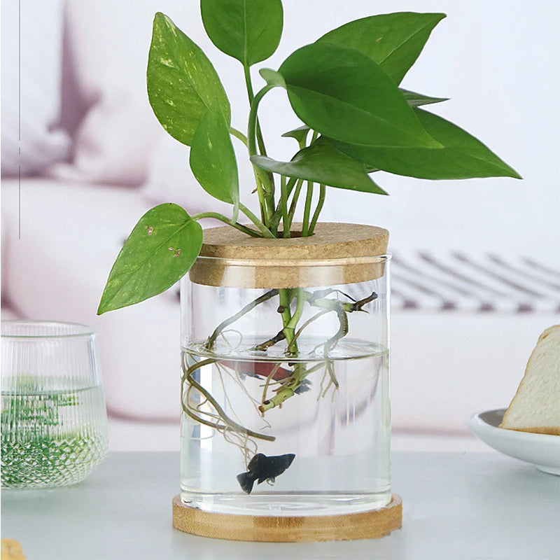 Soilless Plant Vase | Desktop Greenery Home & Office