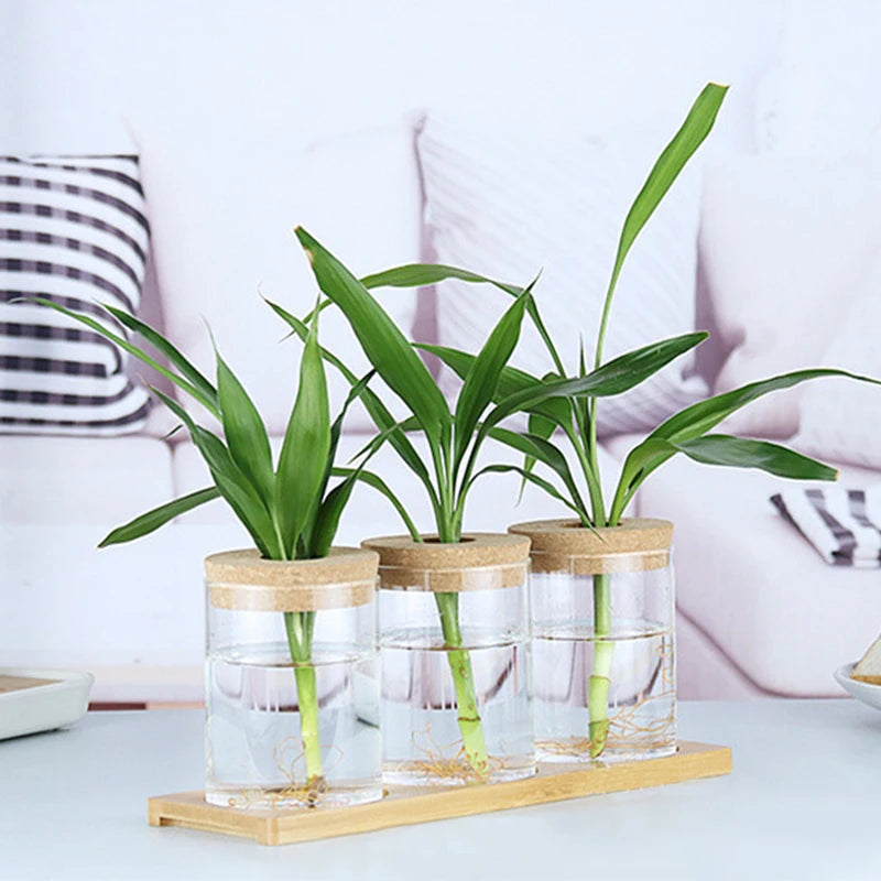 Soilless Plant Vase | Desktop Greenery Home & Office