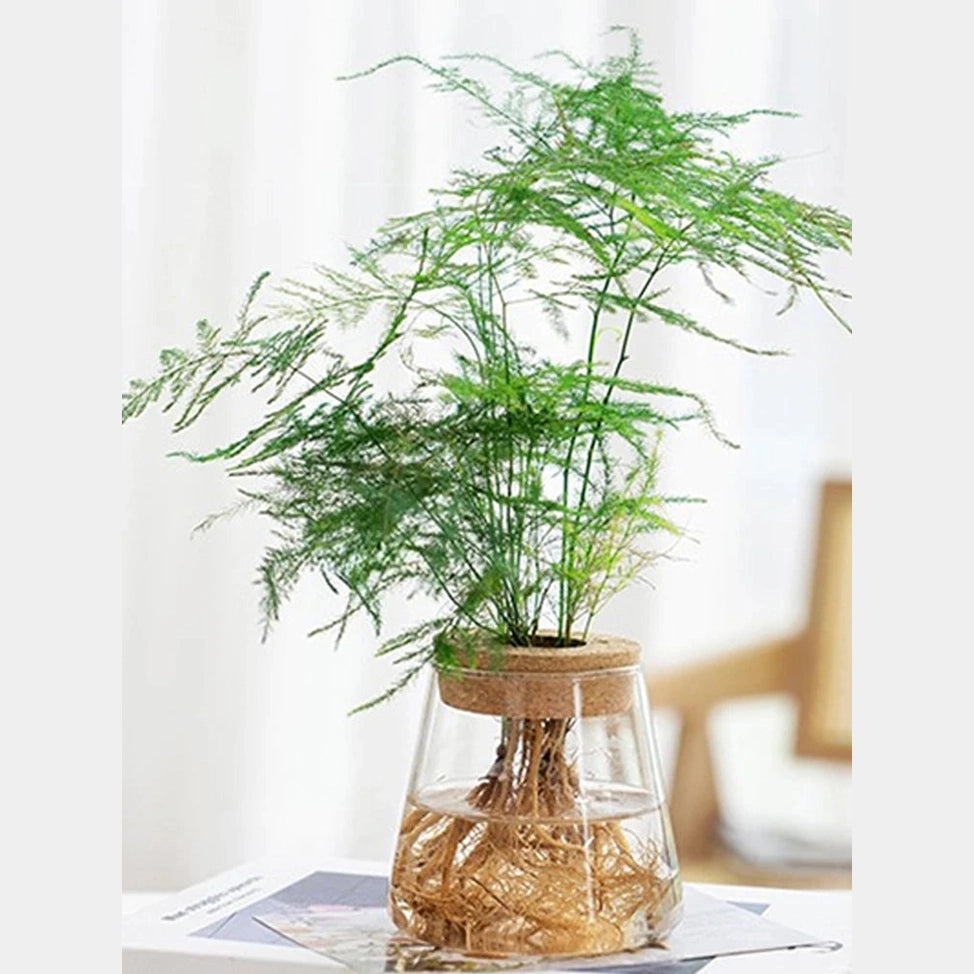 Soilless Plant Vase | Desktop Greenery Home & Office