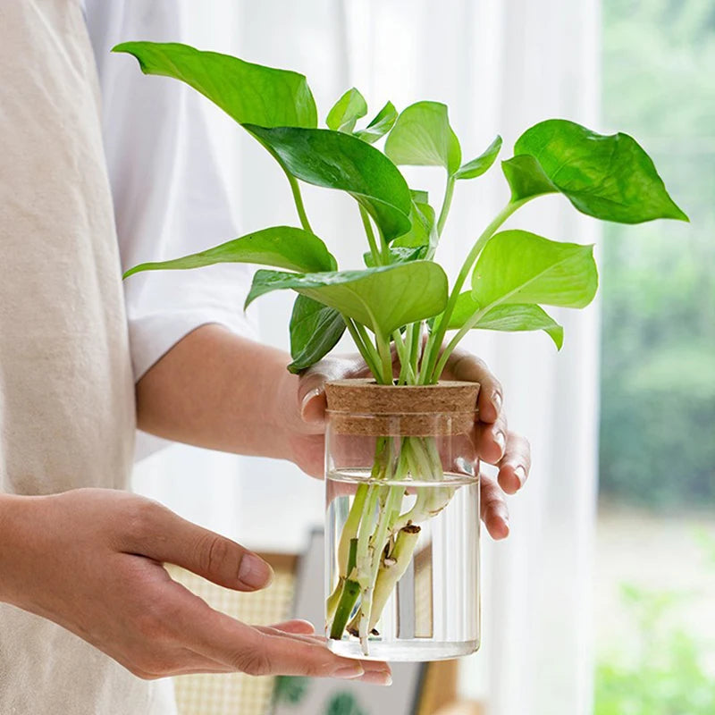 Person holding a small potted plant with a glass container.