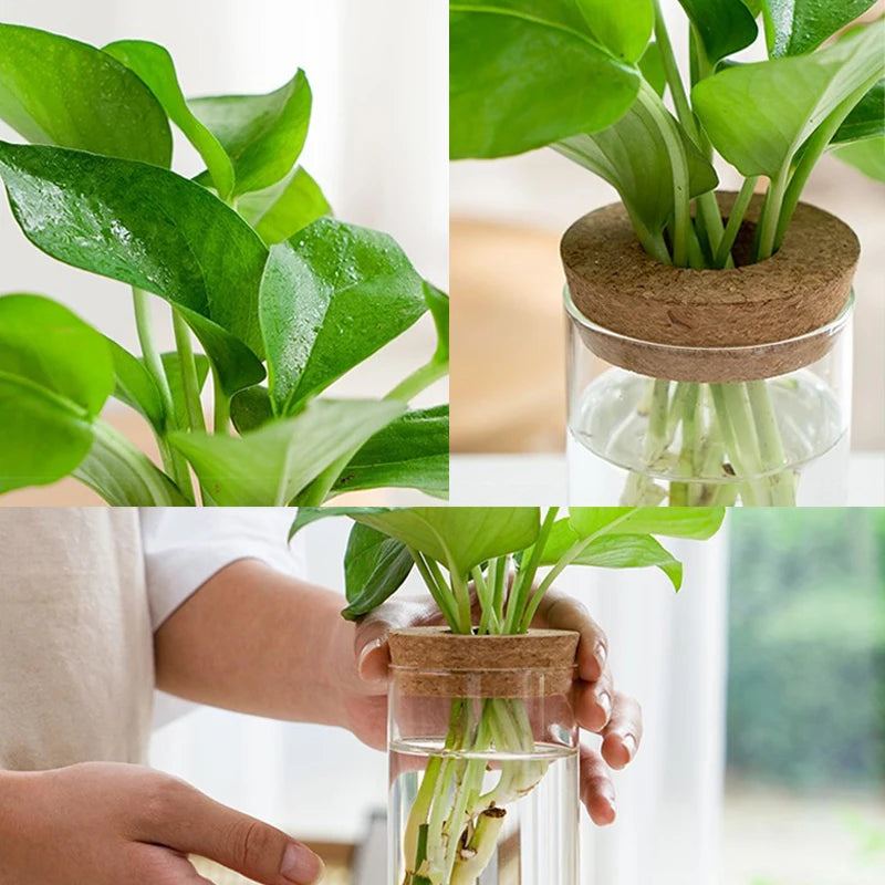 Soilless Plant Vase | Desktop Greenery Home & Office