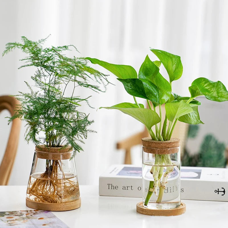 Soilless Plant Vase | Desktop Greenery Home & Office