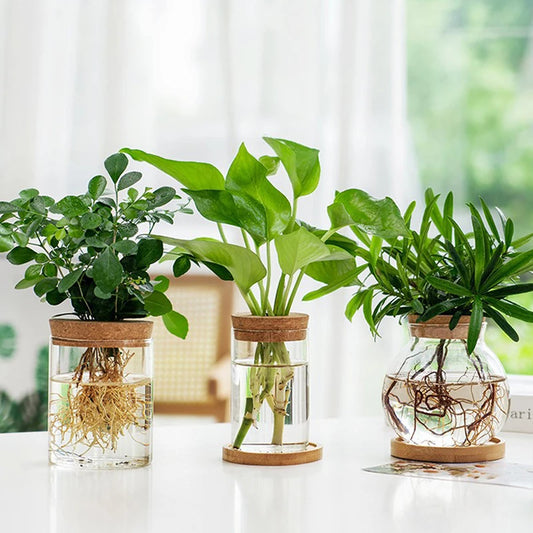 Three glass vases with plants and roots on a white surface.