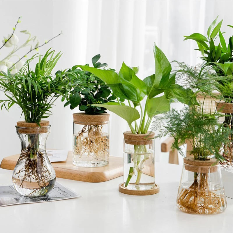 Soilless Plant Vase | Desktop Greenery Home & Office