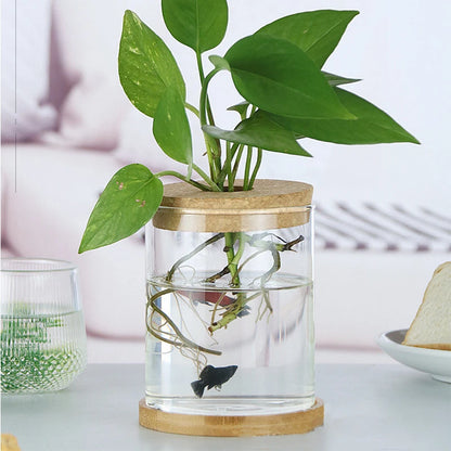 Soilless Plant Vase | Desktop Greenery Home & Office