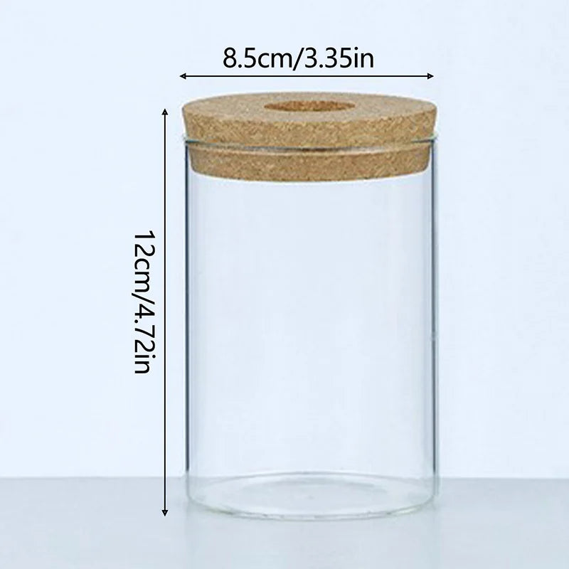 Soilless Plant Vase | Desktop Greenery Home & Office